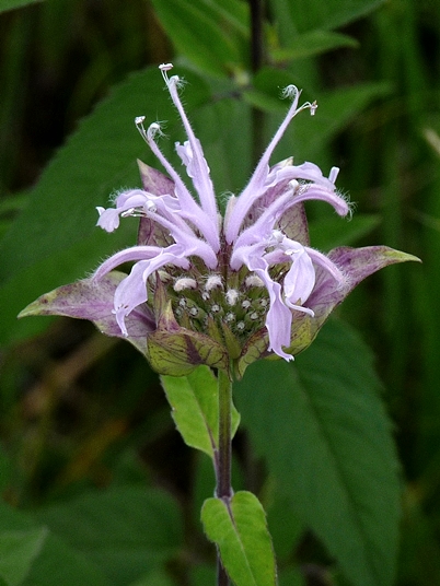 {Monarda fistulosa var. mollis}